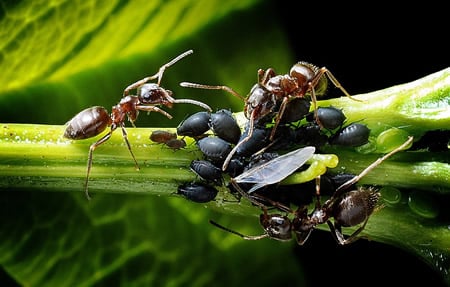 Wofür Ameisen gut sind