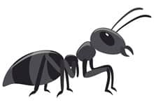 Was Ameisen sind