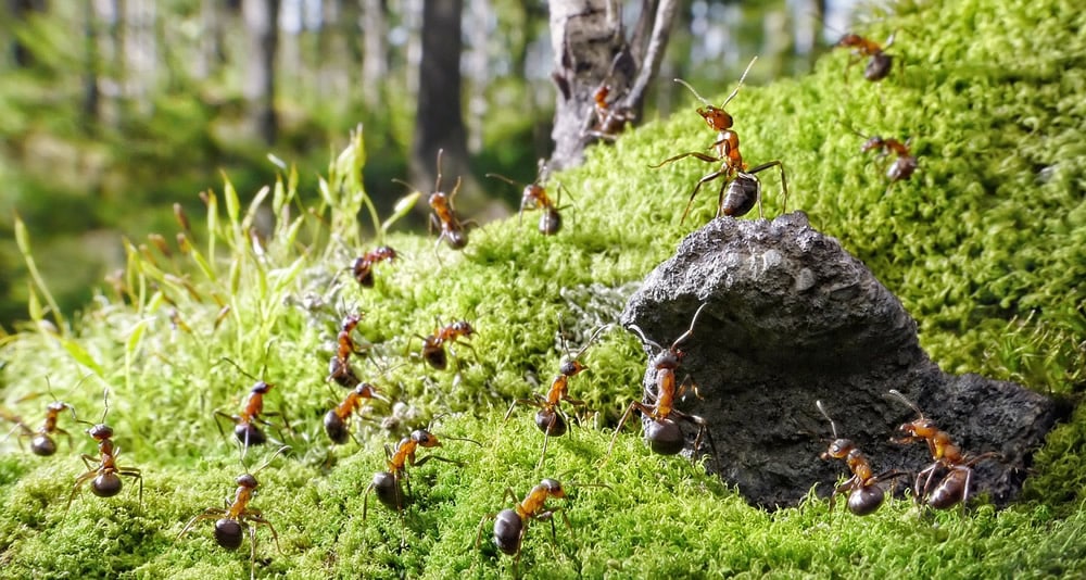 Ameisenplage im Garten: Ameisen vertreiben und bekämpfen
