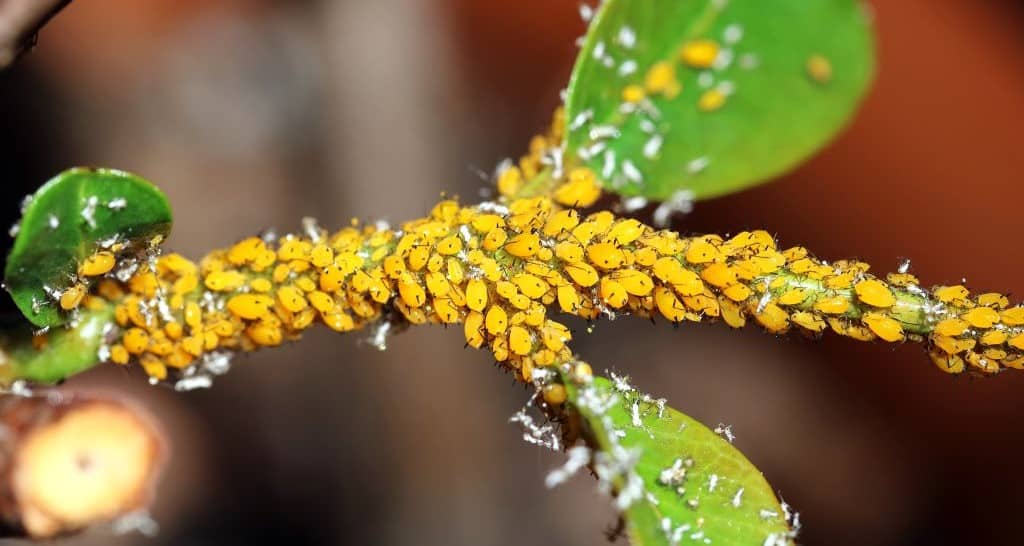 Blattläuse im Garten das hilft gegen Blattläusebefall