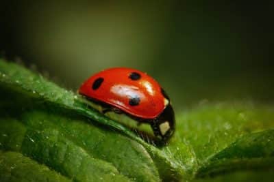 Marienkäfer, Schlupfwespen und Meisen sind tierische Feinde der Blattlaus